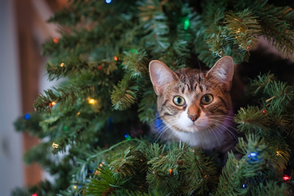 Christmas is a perfect time to start helping commuapp.fi